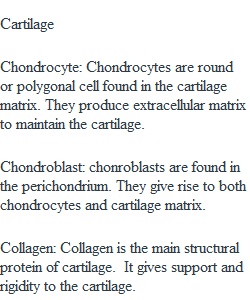 Bones and Cartilage Assignment